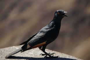 141 Namibia Okt 2006 Bergstar.JPG
